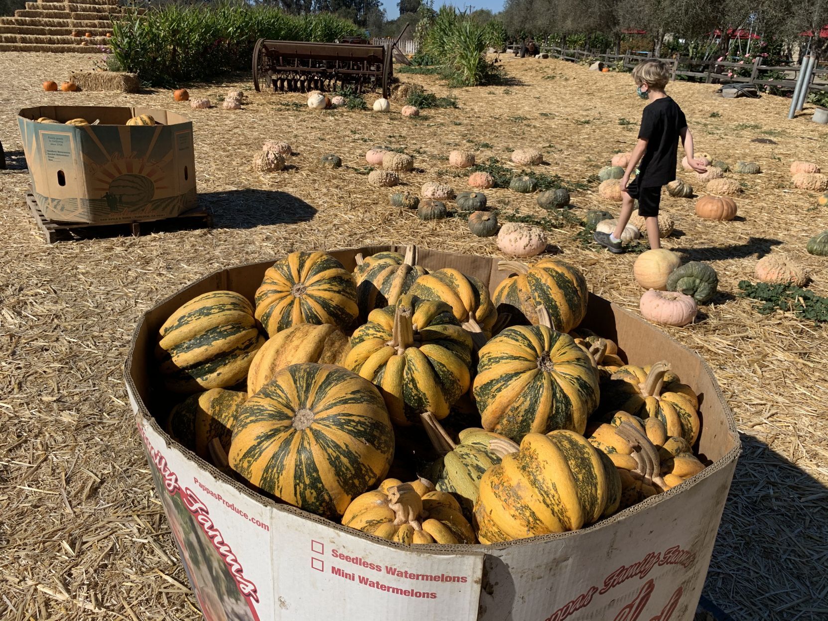 2020 pumpkin patch